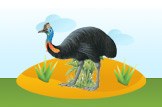 cassowary