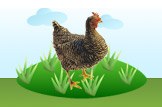 Chicken