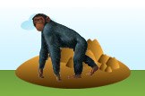 Chimpanzee