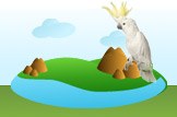 cockatoo