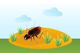 cockroach