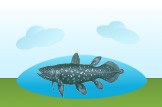 coelacanth