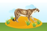 Cougar
