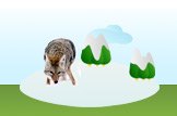 Coyote