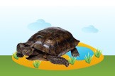 Desert Tortoise
