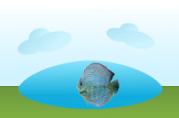 Discus