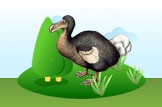 Dodo
