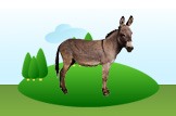 Donkey