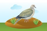 dove