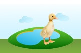 duck