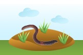 earthworm