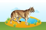 Eastern Cougar