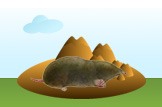 Eastern Mole