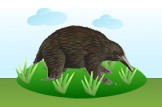 echidna