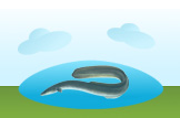 eel