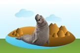 Elephant Seal