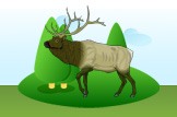 elk