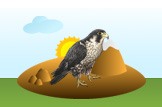 falcon