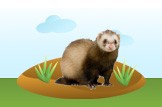 ferret