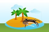 Fiddler Crab