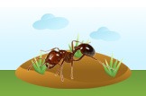 Fire Ant