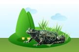 Fire Belly Toad