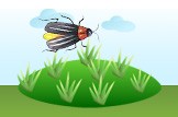firefly