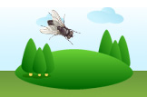 fly