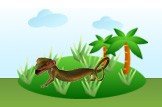 gecko