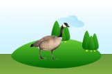 goose