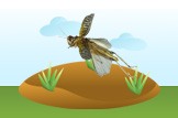 grasshopper