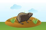 groundhog