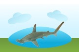 Hammerhead Shark