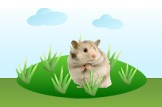 hamster