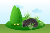 Hedgehog