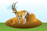 ibex