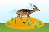 impala