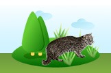 Iriomote Cat