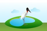 Jabiru