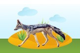 jackal