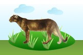 jaguarundi