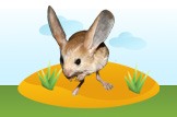 jerboa