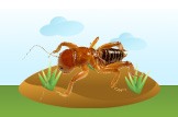 Jerusalem Cricket