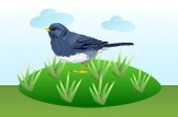 junco