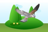 kestrel