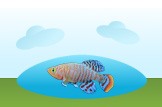 killifish