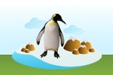 King Penguin