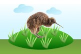 Kiwi