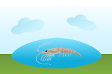 krill