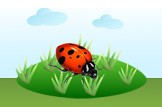 ladybug